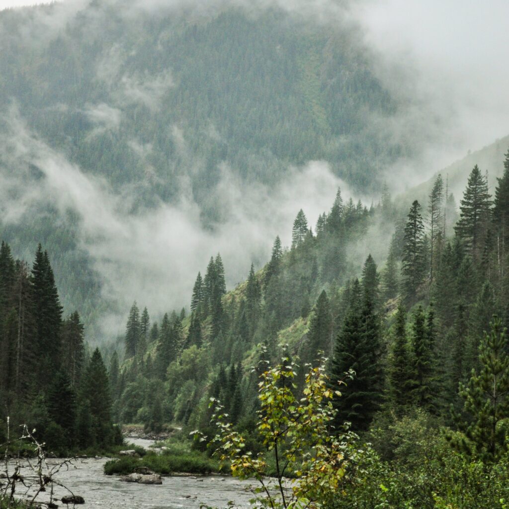 Misty forested mountainside with a river in the foreground.